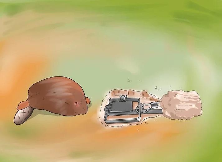 روش&zwnj;های به دام انداختن کایوت 12