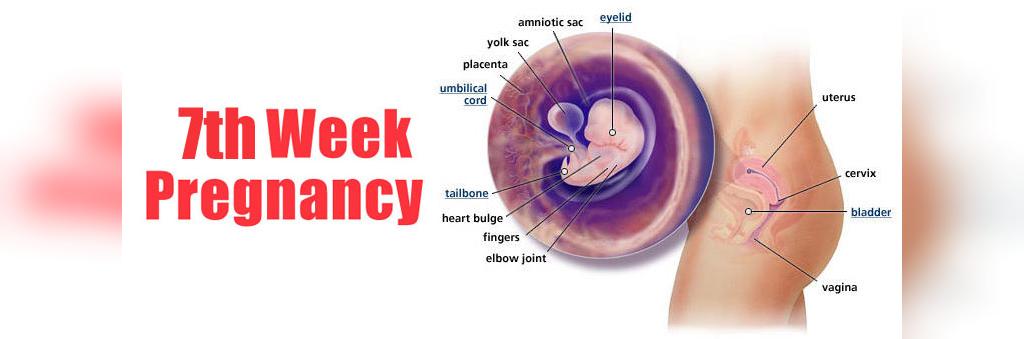 اطلاعات لازم در هفته هفتم بارداری