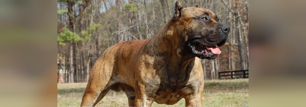 25 سگ خطرناک جهان