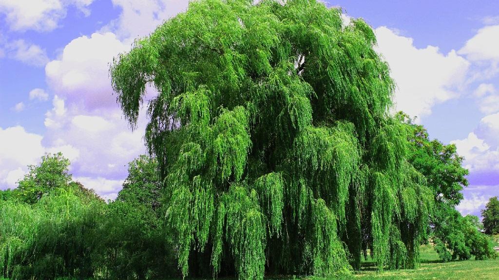 تعبیر خواب درخت بید 5