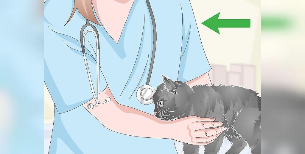 مراجعه به دامپزشک از راههای درمان استفراغ گربه