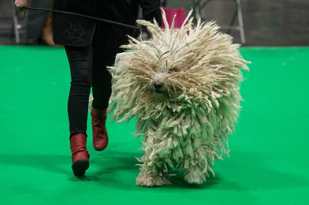 عجیب ترین حیوانات روی زمین: سگ کوموندور (سگ گله)