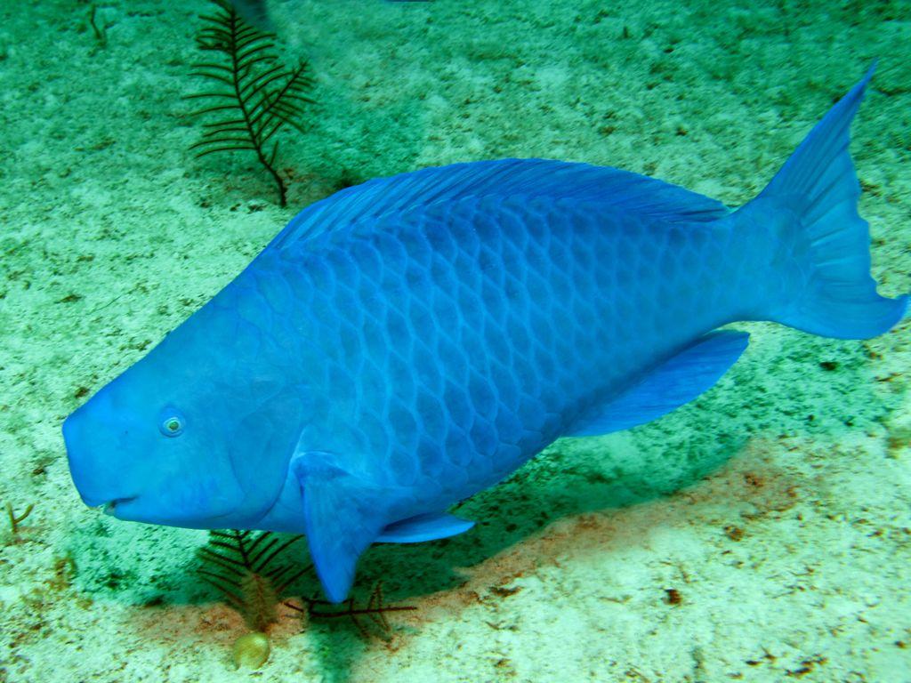 عجیب ترین حیوانات دریایی: طوطی ماهی آبی