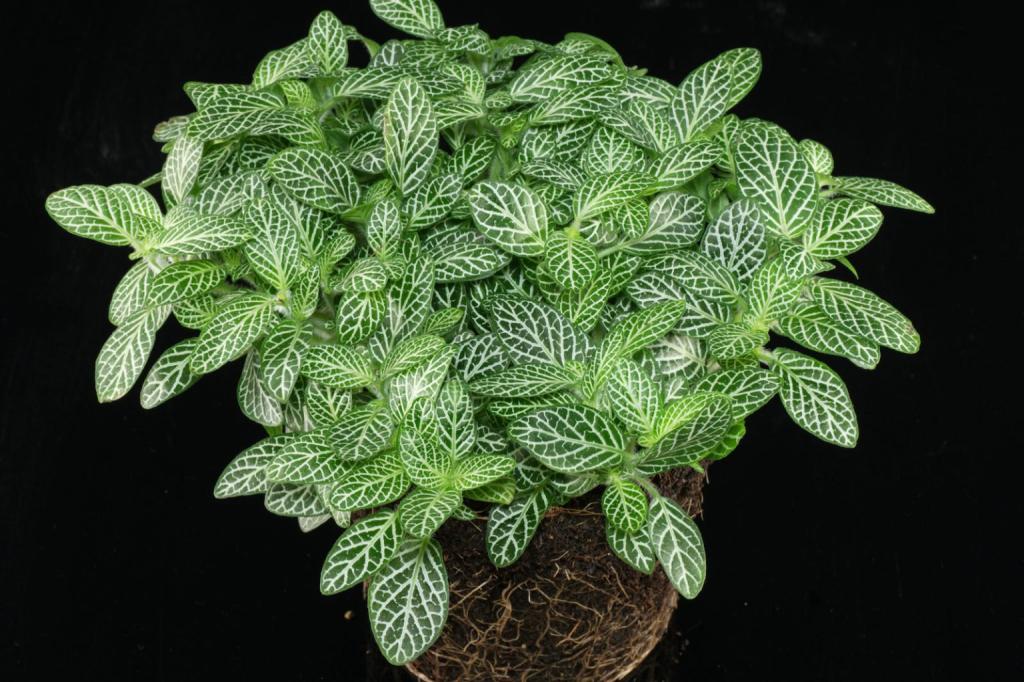 24مورد از بهترین گیاهان اپارتمانی که در نور کم رشد می کنند