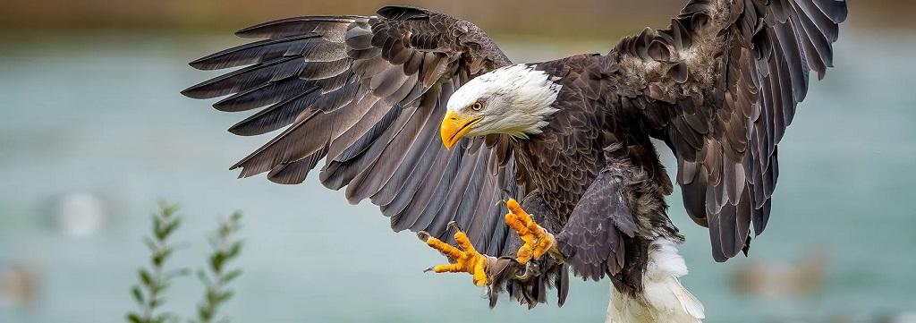 معنای دیدن عقاب کچل در خواب