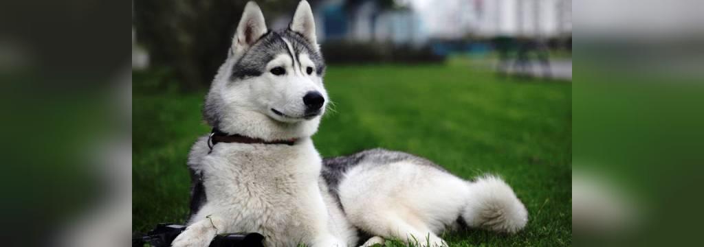 25 سگ خطرناک جهان