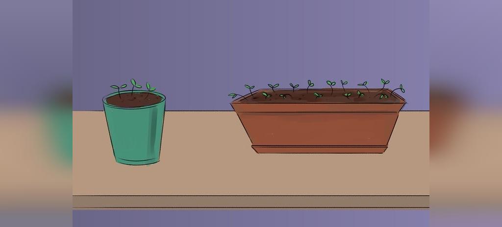 Расти свободными. Рисунки наблюдения за ростом базилика в горшке. Выращивание базилика в горшке. Лёгкие рисунки для срисовки растения в горшках. Базилик в горшке рисунок.