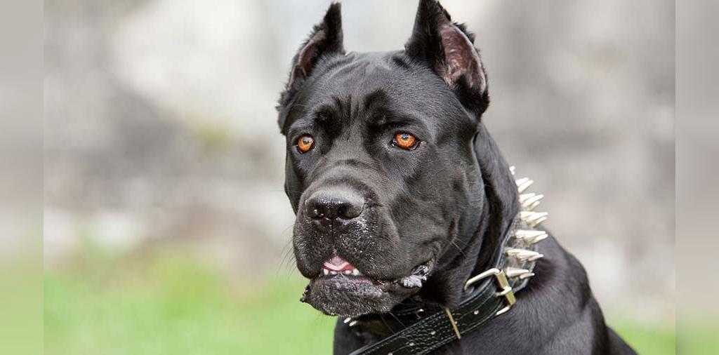 25 سگ خطرناک جهان