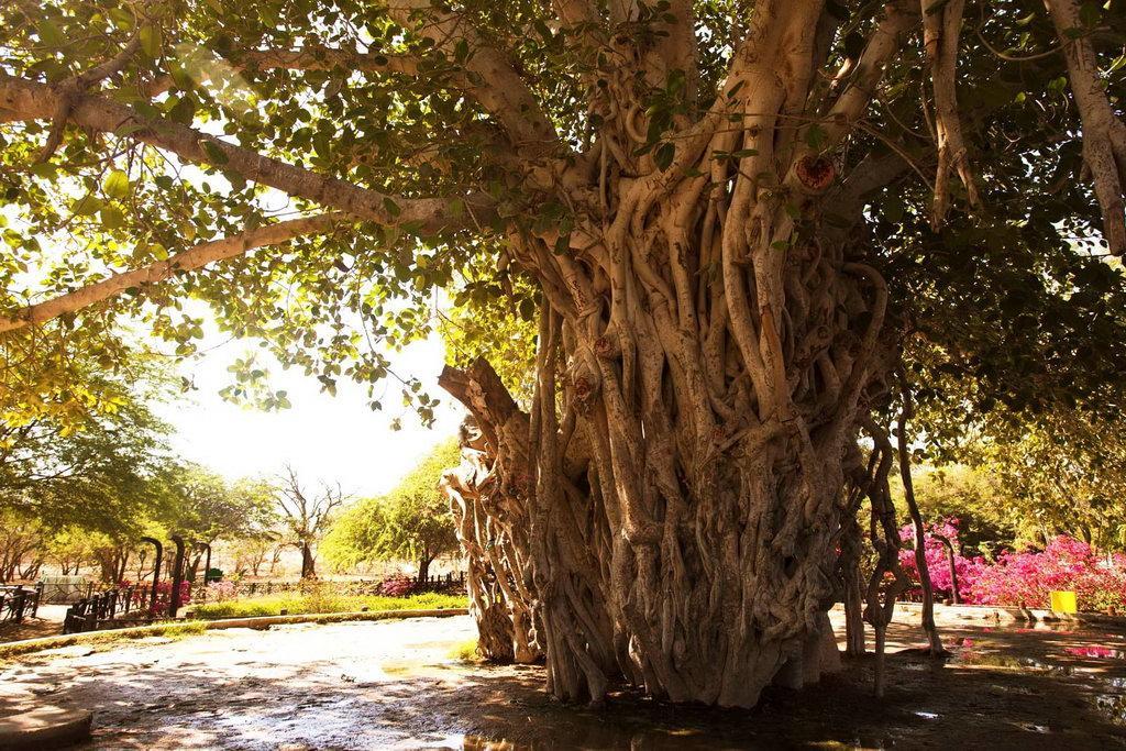 درخت انجیر در محله دره پرتغالی ها