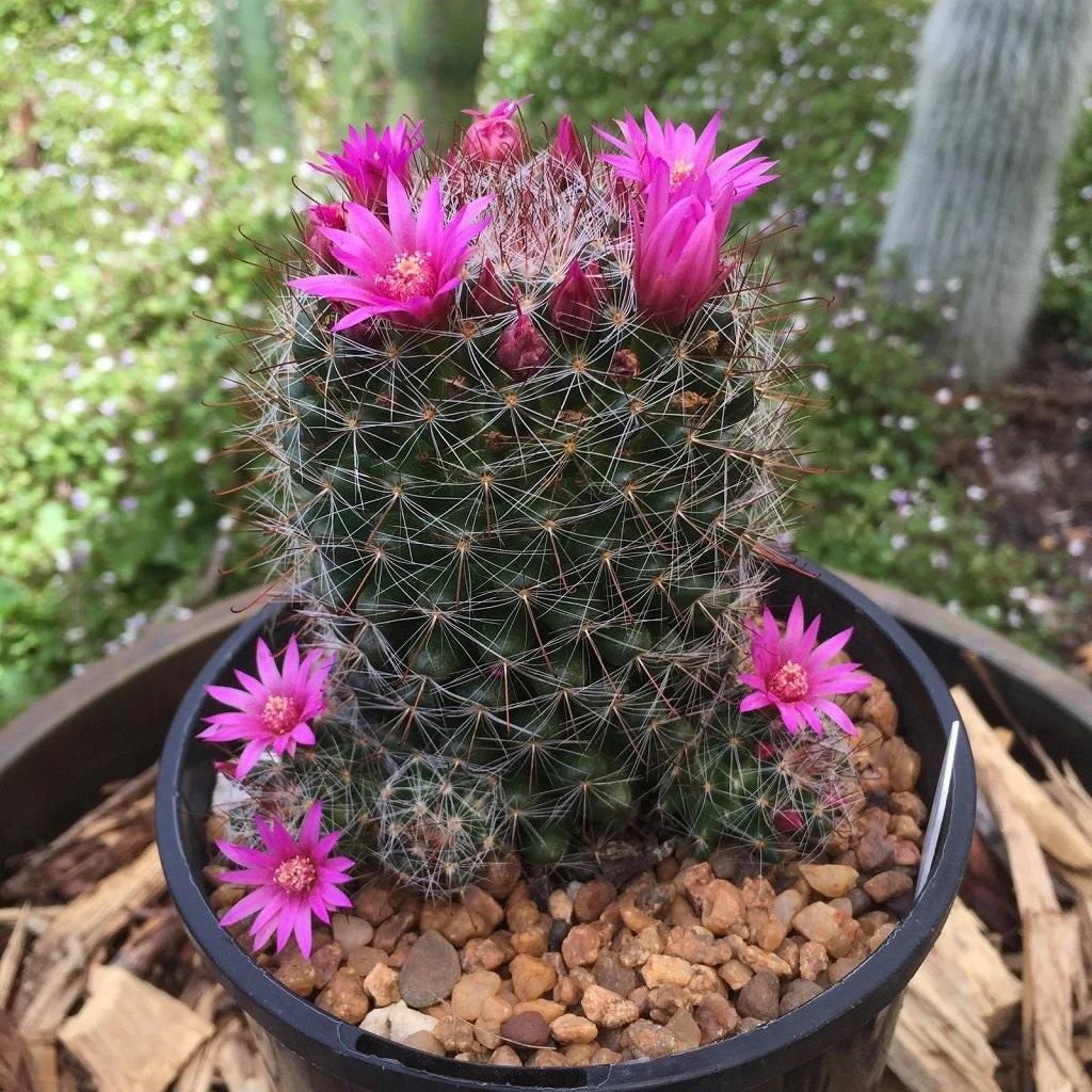 انواع کاکتوس گلدار:کاکتوس رز پینکوشن (Rosy Pincushion Cactus)