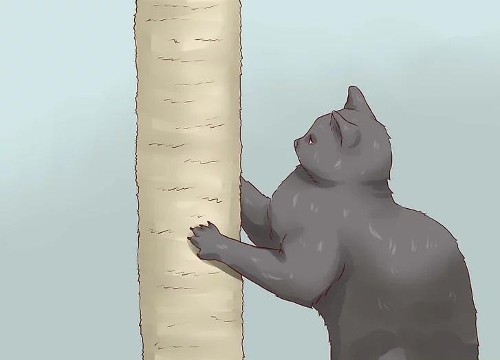 آموزش روش های تربیتی گربه