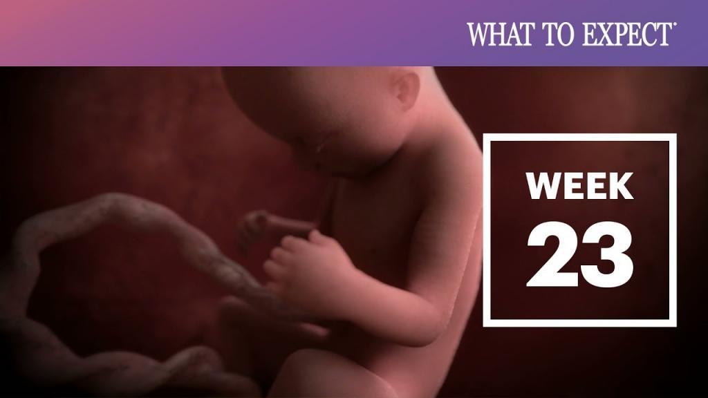 هفته بیست و سوم بارداری ماه چندمه؛ حرکات جنین و تغذیه در هفته 23