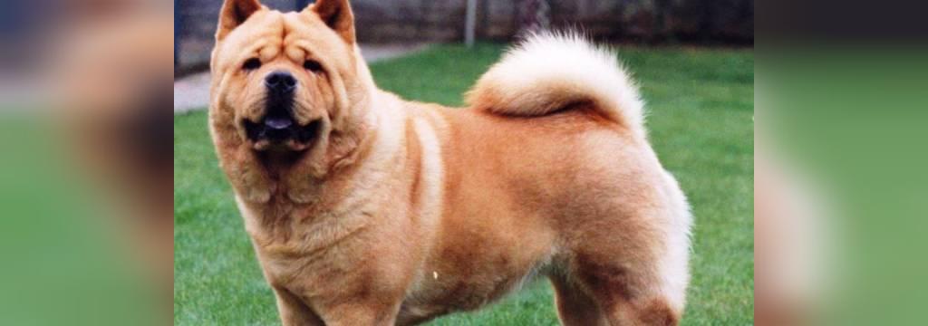 25 سگ خطرناک جهان