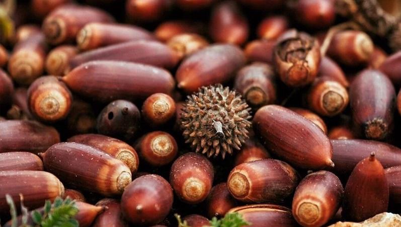 تعبیر خواب بلوط 2