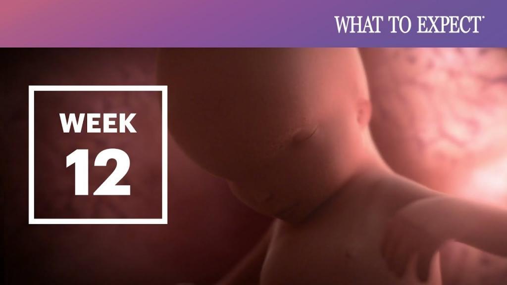 هفته دوازدهم بارداری یعنی چند ماهگی؛ علائم و تغذیه هفته 12
