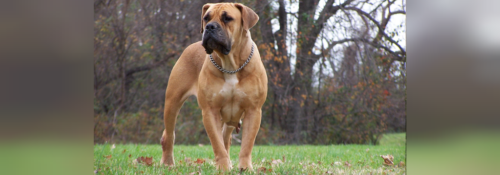 25 سگ خطرناک جهان