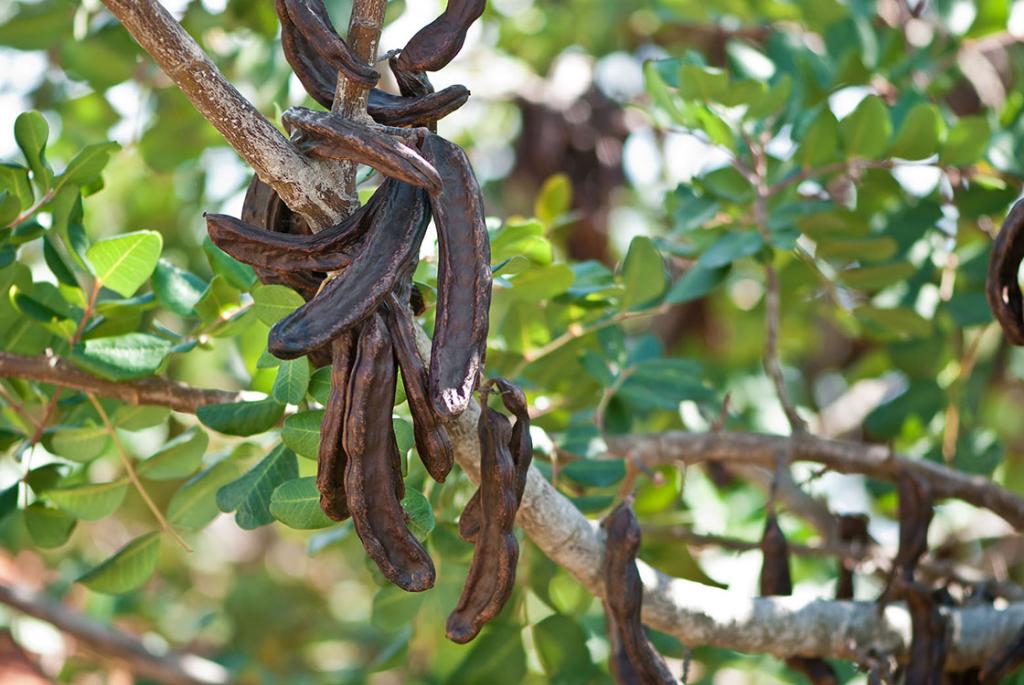 خواص درمانی خرنوب چیست