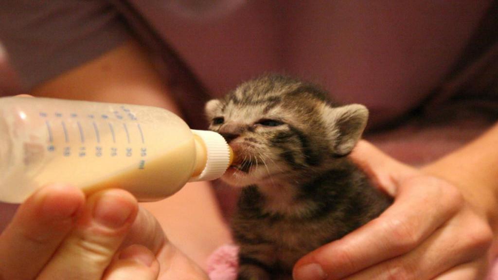 آموزش تغذیه بچه گربه تازه متولد شده با شیشه شیر
