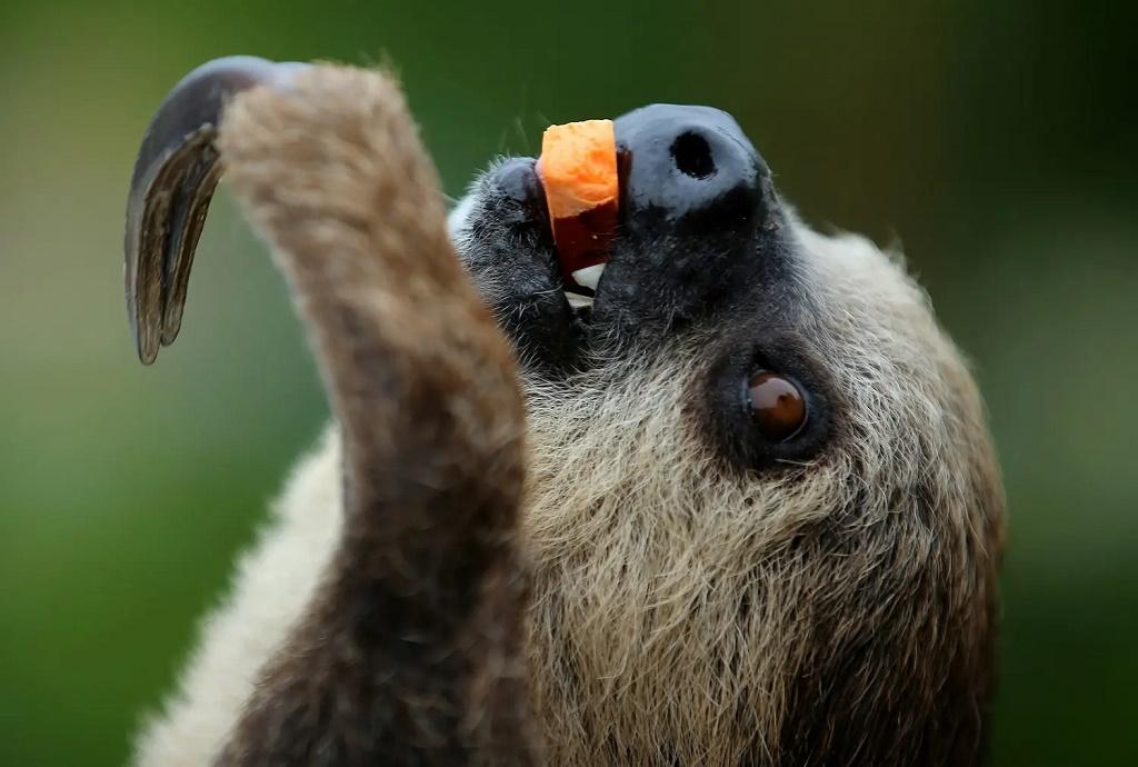 عجیب ترین حیوانات روی زمین: میمون تنبل