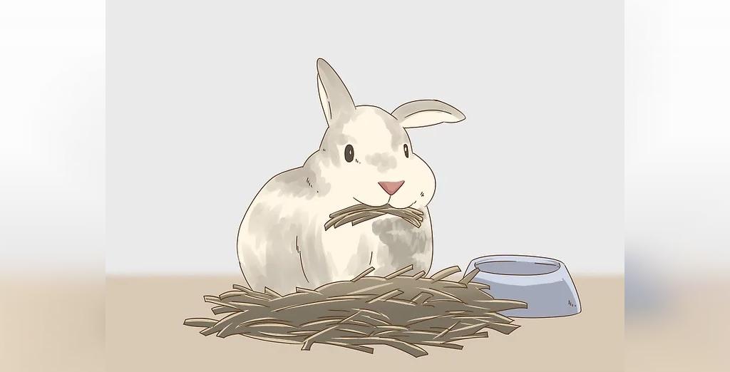 میزان غذای خرگوش باردار