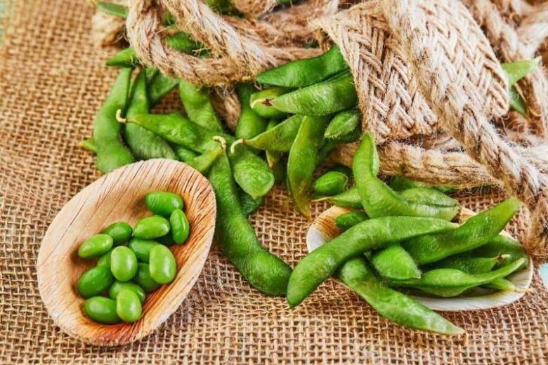 نحوه نگهداری گیاه ادامامه