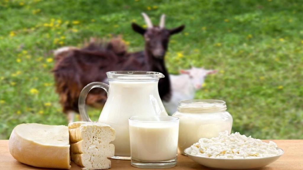 خواص شیر بز برای درمان بیماری ها چیست ؛ مضرات و ارزش غذایی آن