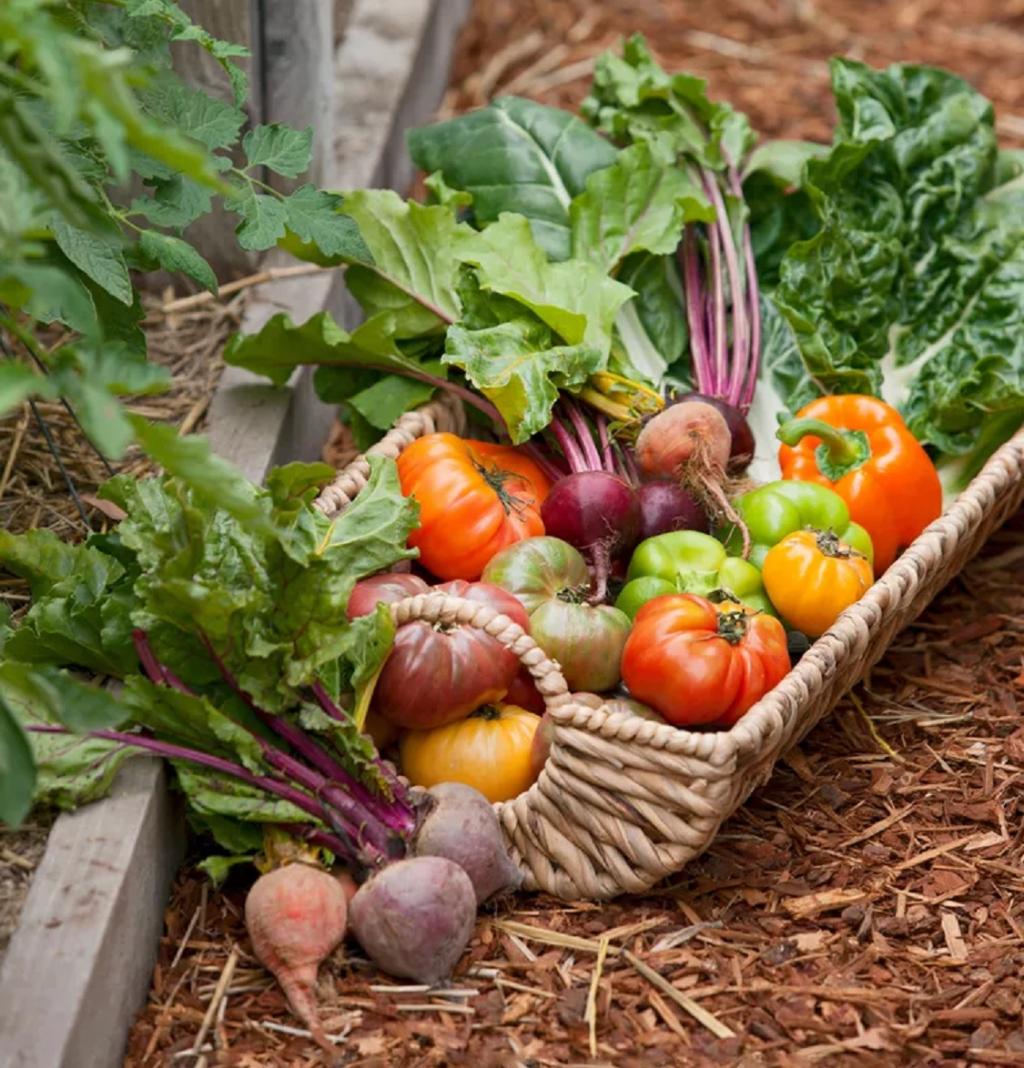 نکاتی برای برداشت سبزیجات 