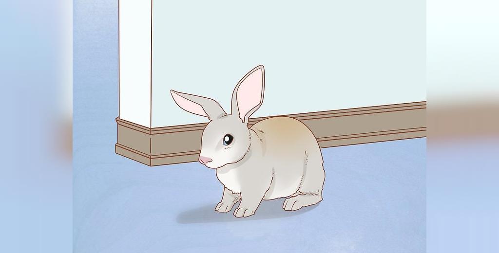 روش های مراقبت از خرگوش