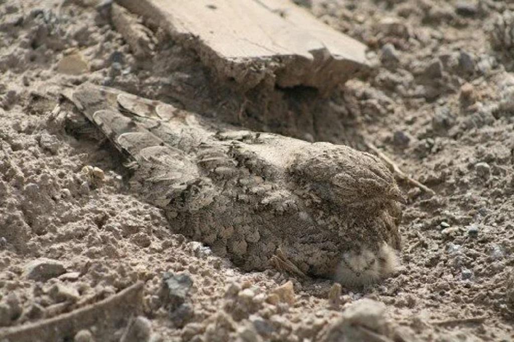 مشخصات بارز پرنده شبگرد مصری