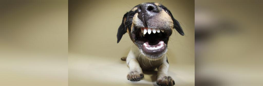زبان سگ ها: لبخند زدن و تحمل کردن
