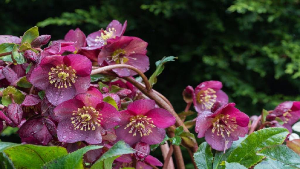 کاشت گل خربق؛ شرایط پرورش، نگهداری و تکثیر گیاه خربق hellebore