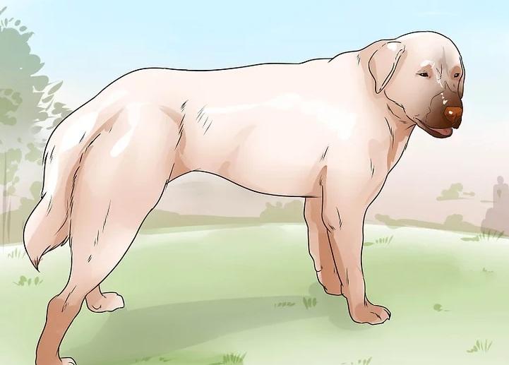 روش&zwnj;های به دام انداختن کایوت 18