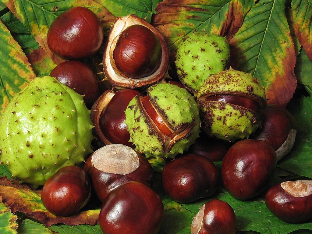 تعبیر خواب بلوط 5