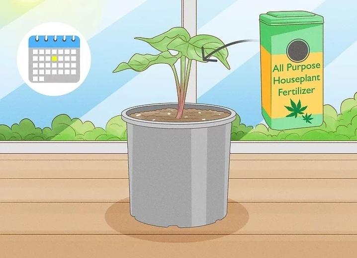 نحوه کاشت تاک های سیب زمینی شیرین 11