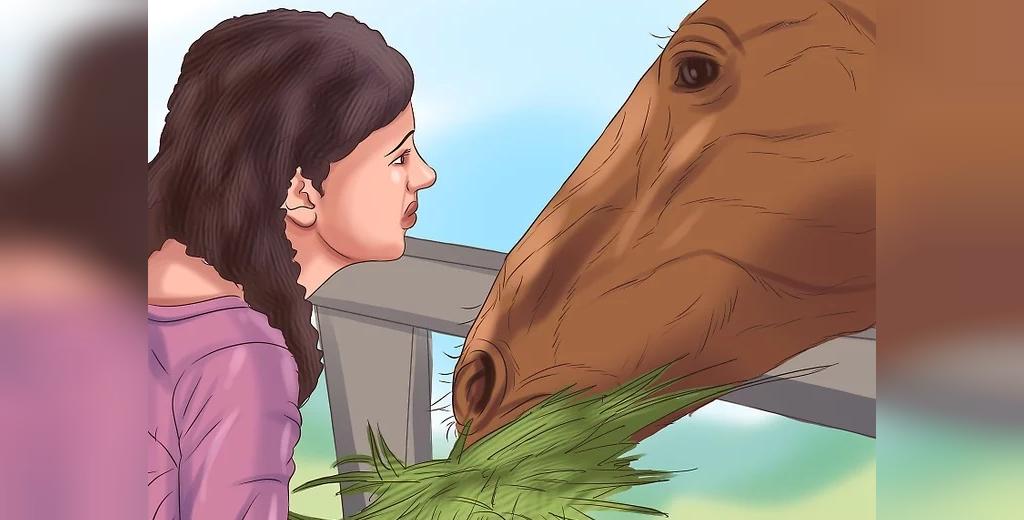 قانون های طلایی برای تغذیه اسب