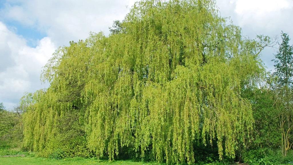 تعبیر خواب درخت بید 3