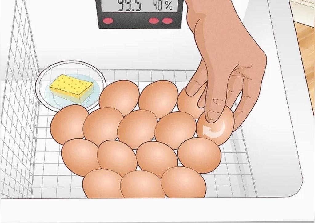 تخم مرغ ها را بچرخانید.