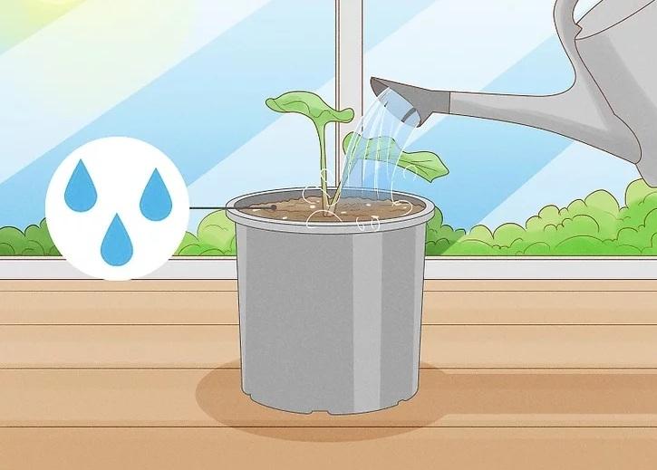 نحوه کاشت تاک های سیب زمینی شیرین 10