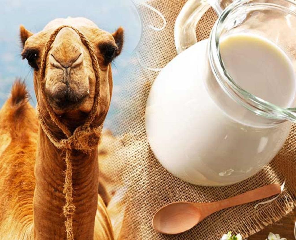 خواص شیر شتر برای کودکان