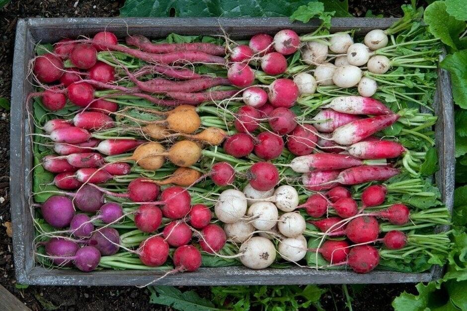 نحوه کاشت تربچه