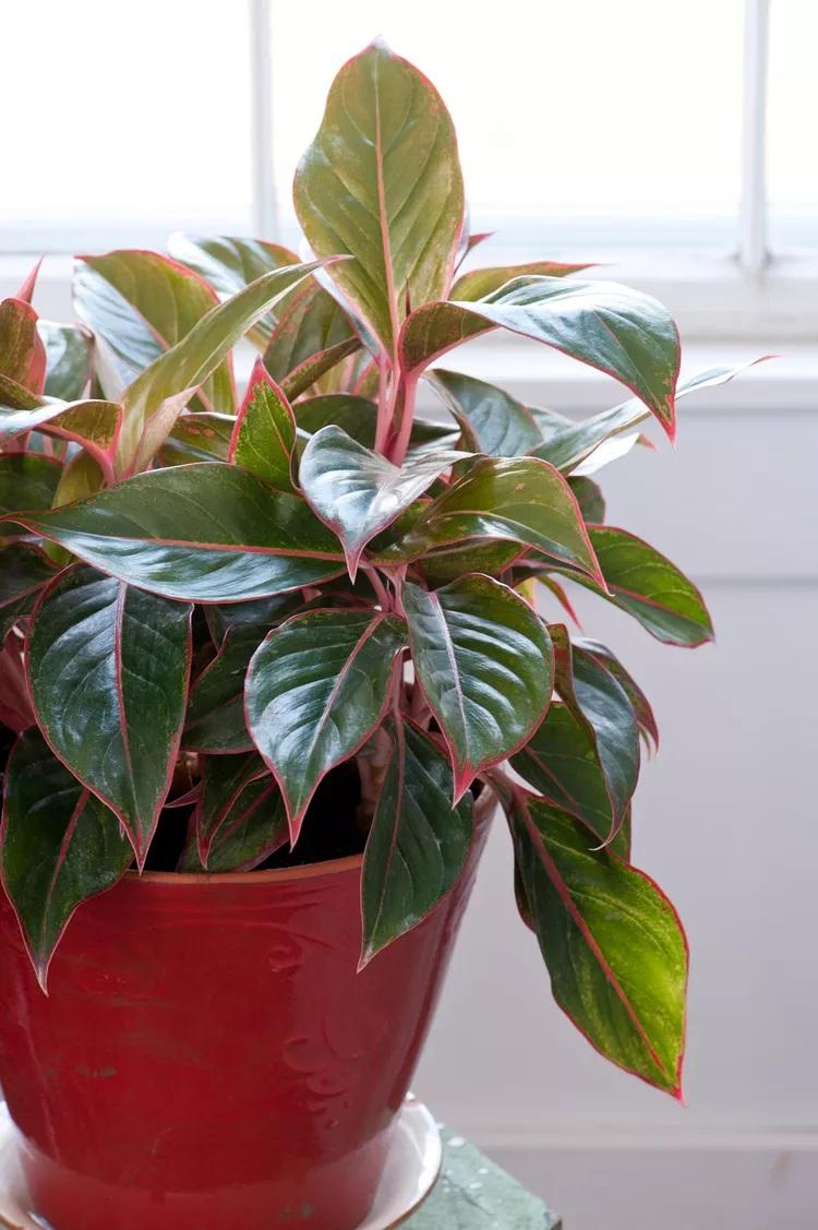 نگهداری گل های برگ‌صورتی 4