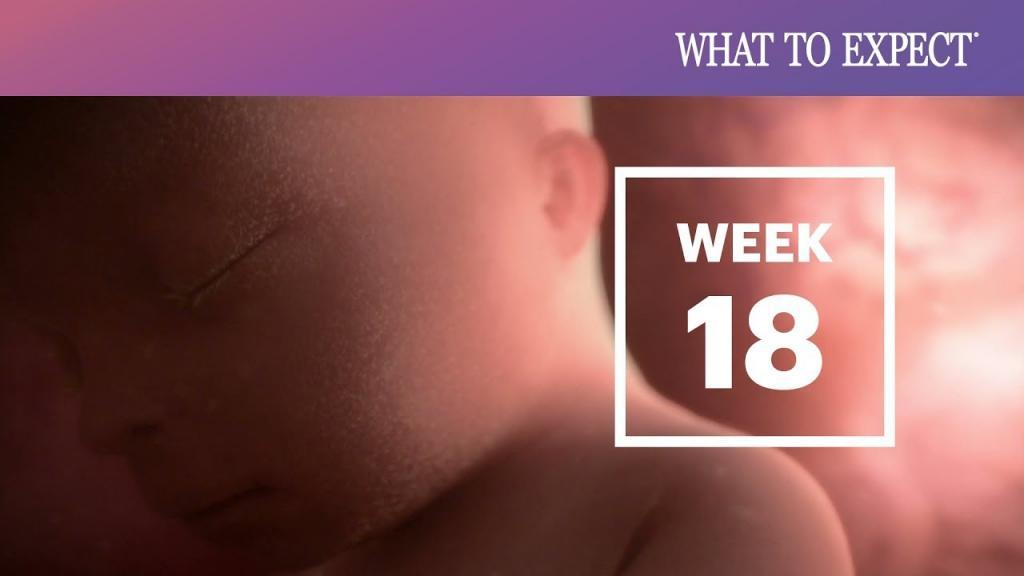 هفته هجدهم بارداری ماه چندم است؛ علائم، اندازه جنین و تغذیه هفته18
