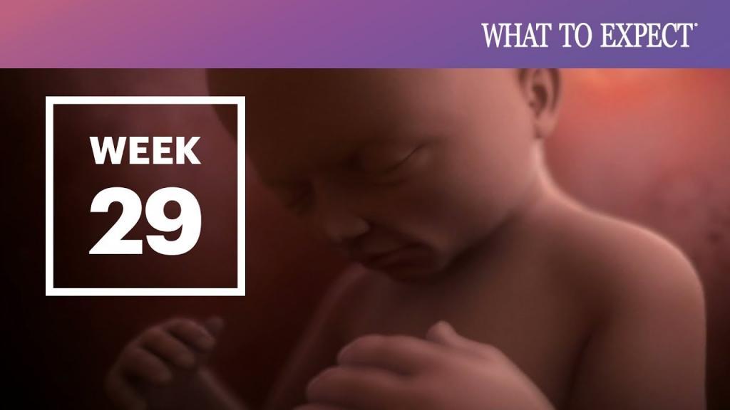 هفته بیست و نهم بارداری؛ سونوگرافی، حرکت جنین و تغذیه هفته 29 ام