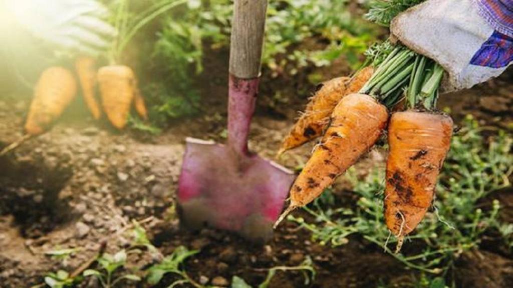 کاشت هویج در گلدان با بذر و ته هویج در تابستان و زمستان + روش نگهداری