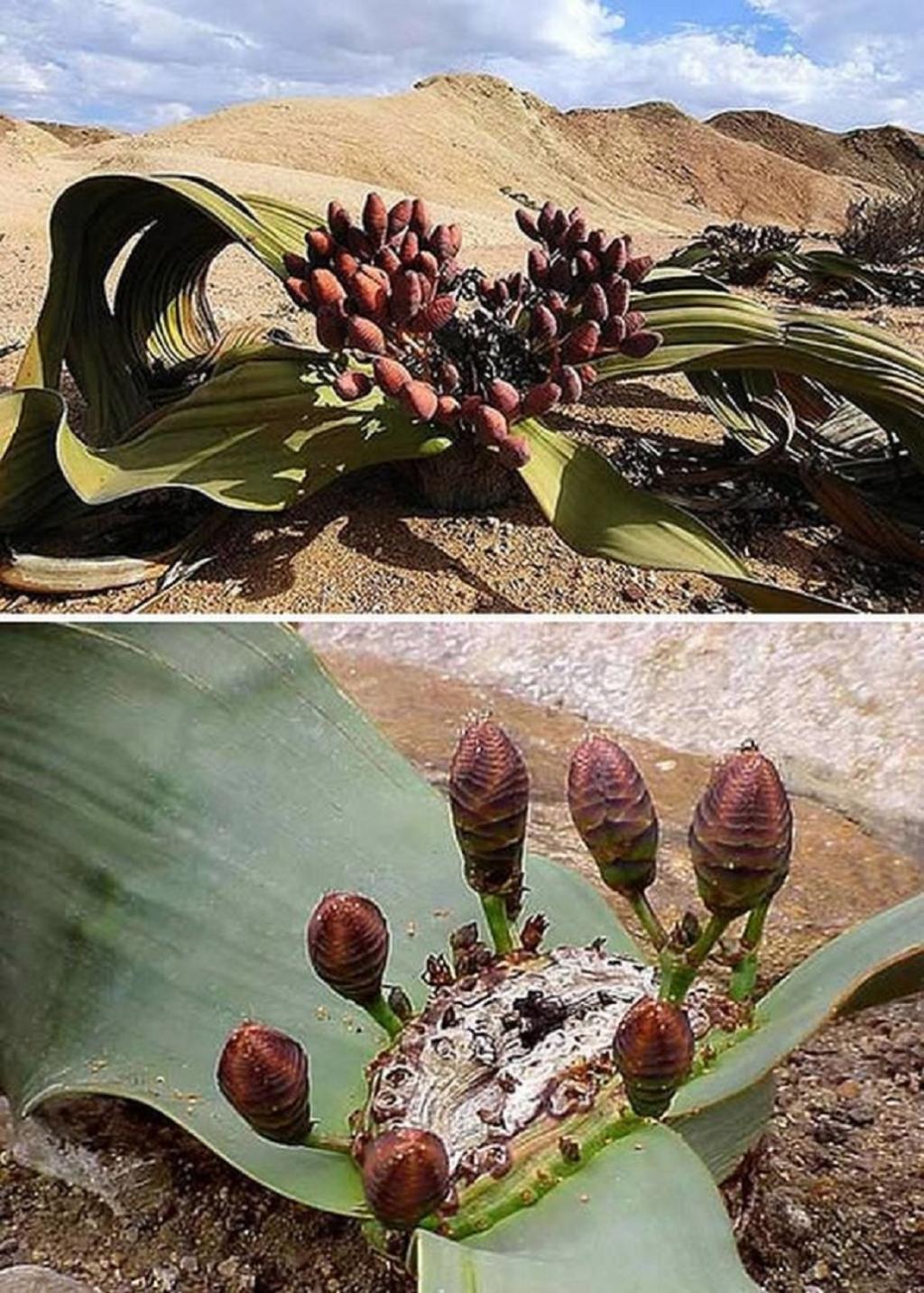 ویلوچیا میرابیلیس(Welwitschia mirabilis)
