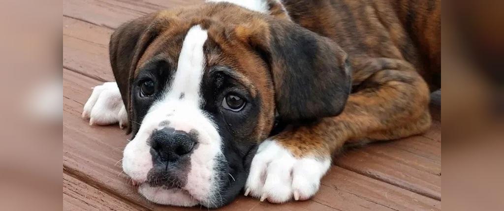سگ باکسر، یکی از وفادارترین نژاد سگ ها