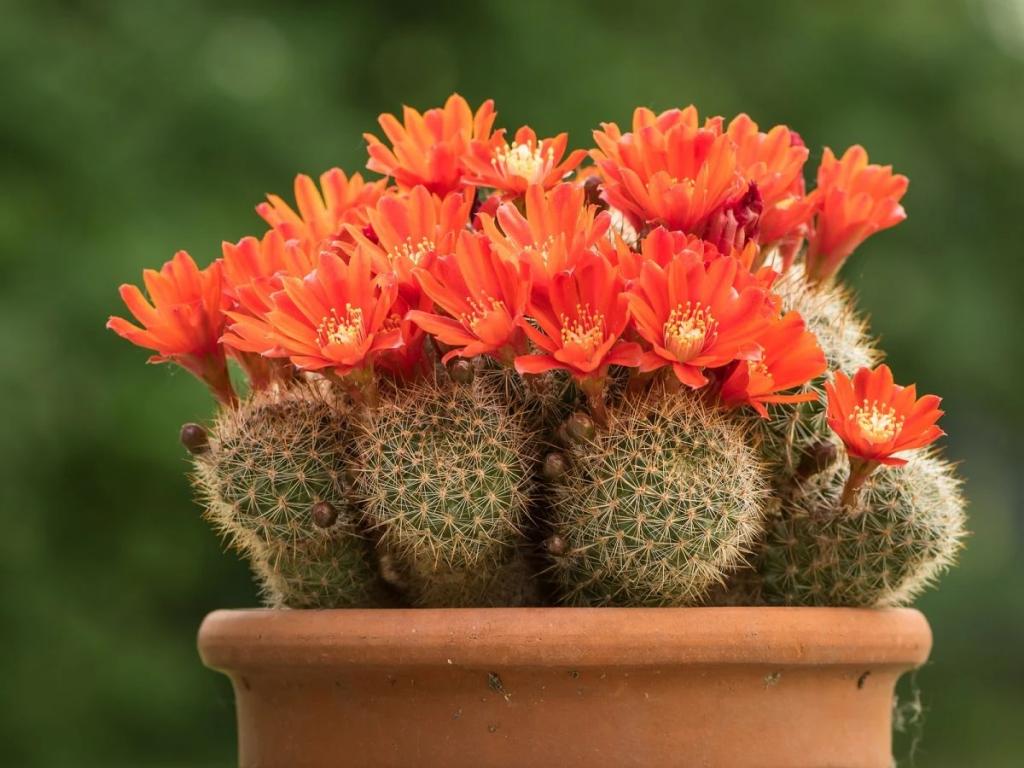 انواع کاکتوس گلدار:کاکتوس ربوتیا (Rebutia Cactus)