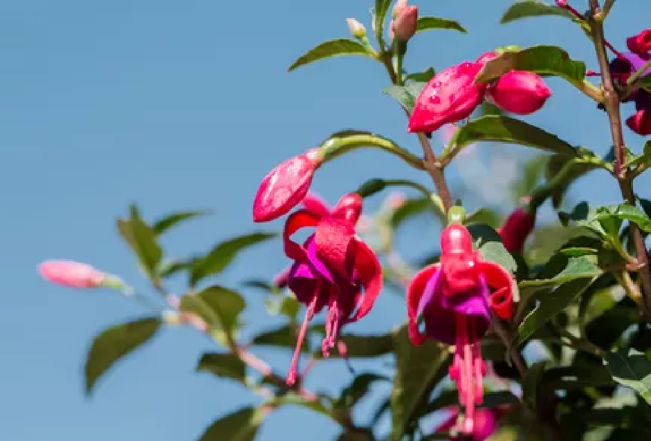درختچه گلدار برای باغچه: گل گوشواره