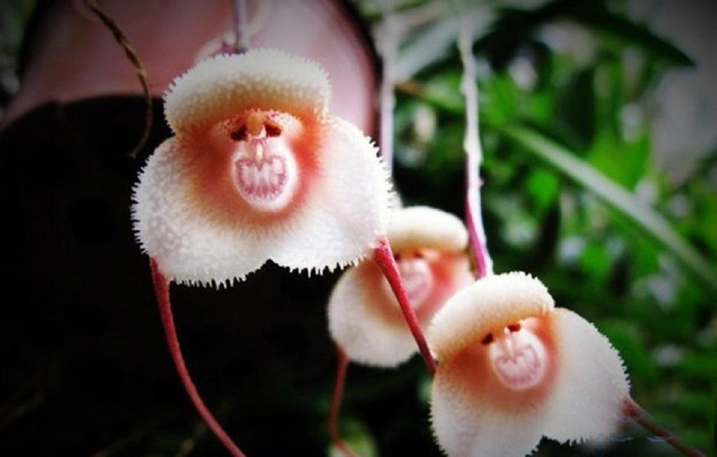 ارکیده‌ی صورت میمونی(Grinning Monkey Orchids)