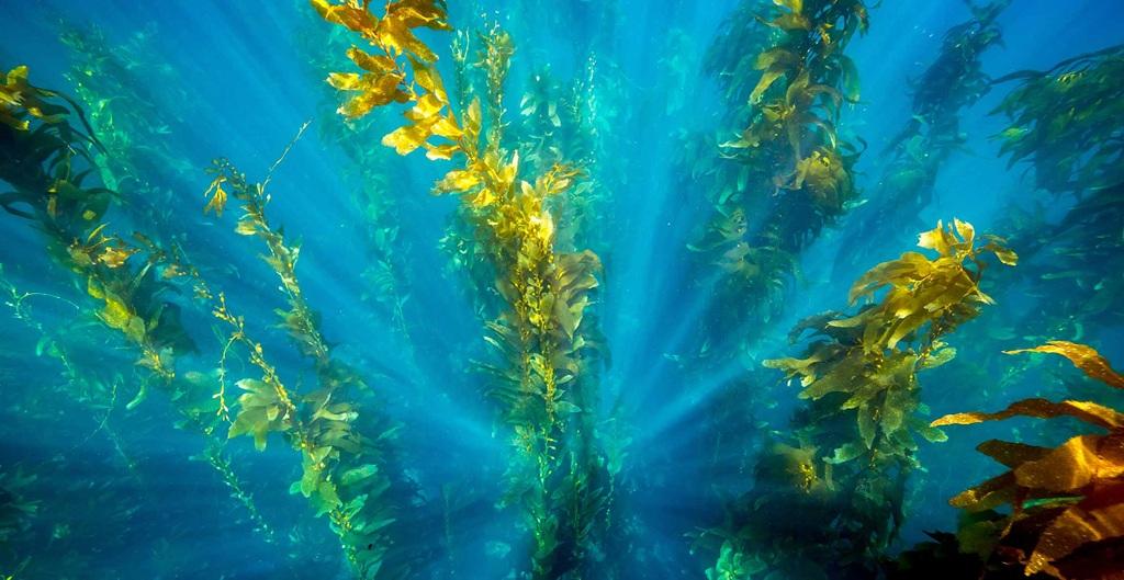 خواص جلبک دریایی برای درخت سیب